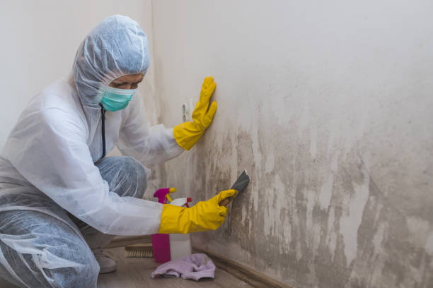 Office Mold Removal Services in Pagosa Springs, CO