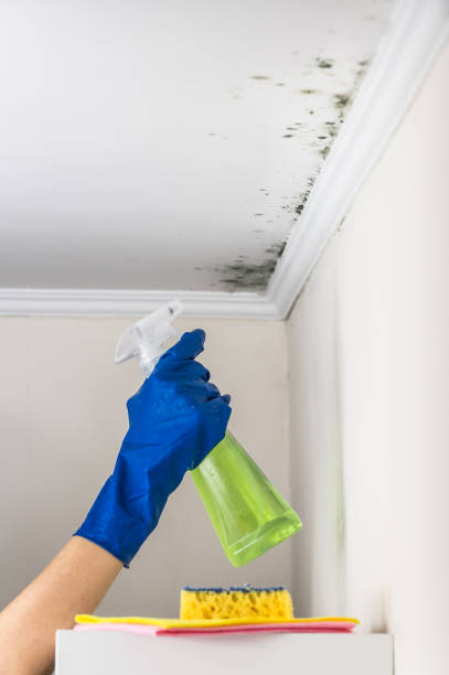 Trusted Pagosa Springs, CO Mold Removal Experts