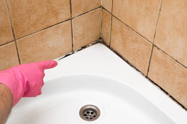 Best Toxic Mold Removal  in Pagosa Springs, CO